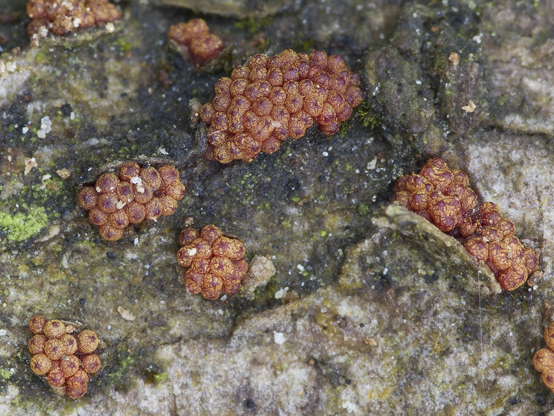 Nectria sinopica